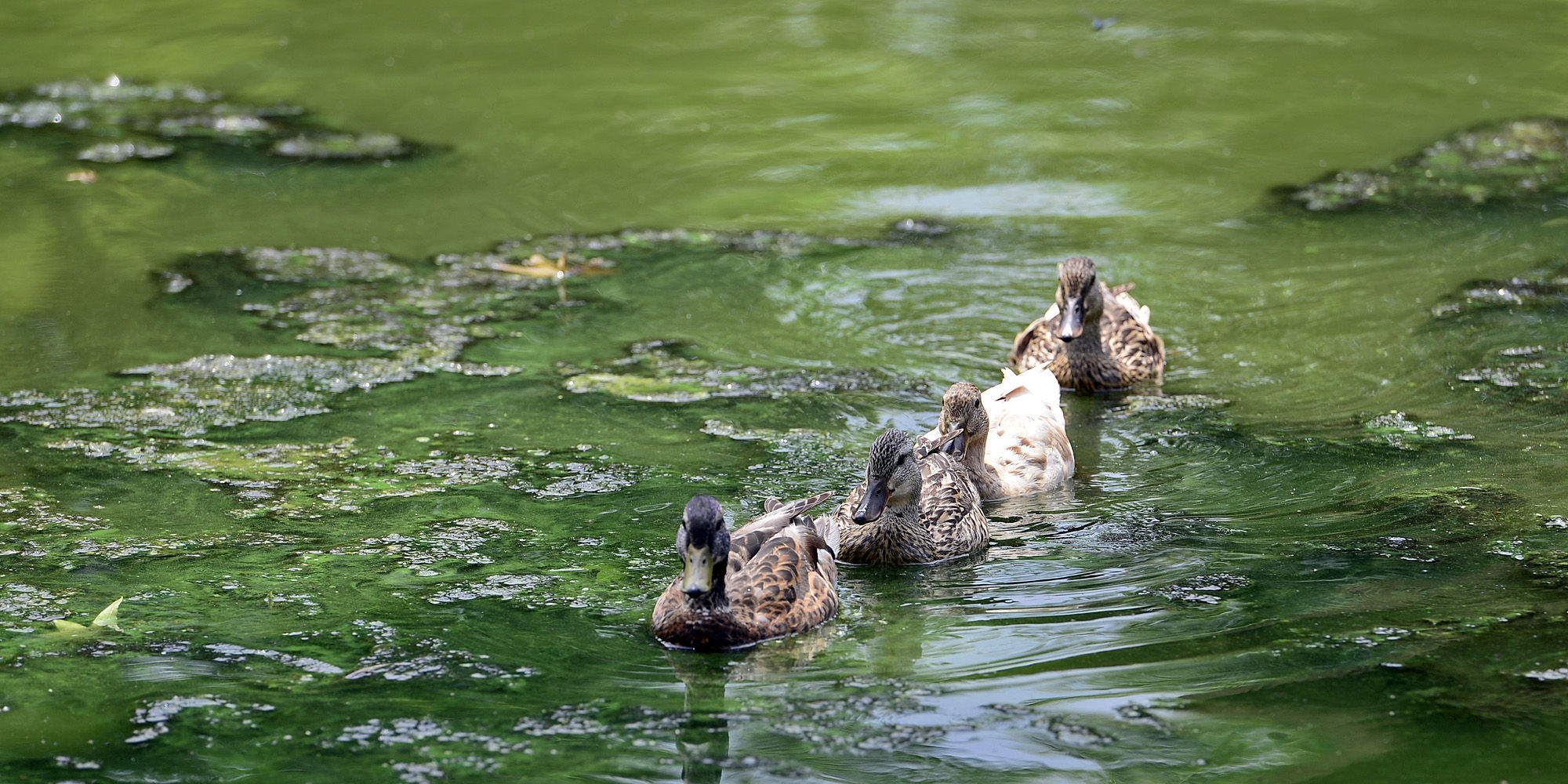 070715-nws-toxic-algae-tease.jpg